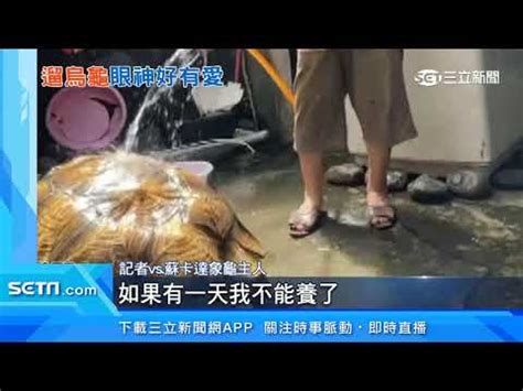 樑洗洞補救 烏龜象徵意義